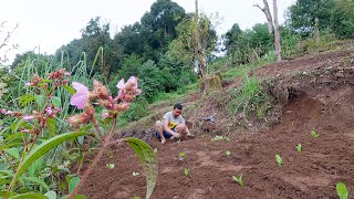 planting vegetable by bhumi sarmila in the village  village vegetable farming bhumicooking [upl. by Polly]