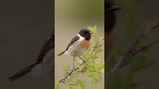 European Stonechat ♂ birds birdsounds [upl. by Curr478]