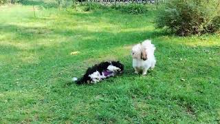 Shih Tzu Zone Lunch playtime [upl. by Particia]