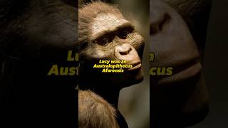 LUCY The Australopithecus Afarensis  Missing Link humanevolution lucy history evolution [upl. by Nilam548]