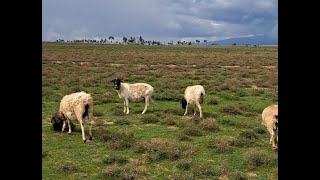 Doper Farming In Kenya Laikipia  Ewes For Sale [upl. by Ahsela]