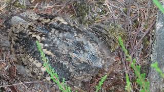 Nightjar chick [upl. by Notac]