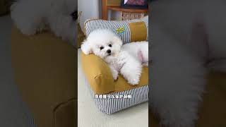 The dog also has his own sofa cute petspet sofapet sofa beddog house [upl. by Jeunesse]