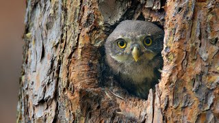 Baby Pygmy Owls Bobbing Their Heads  Glaucidium passerinum [upl. by Burgess782]