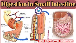 88 Digestion amp Absorption in Small Intestine  Class 9  Biology [upl. by Htenywg]