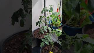 How To Hand Pollinate Tomato Plant indoors🍅  Simple indoorplants tomato viral [upl. by Vassar]