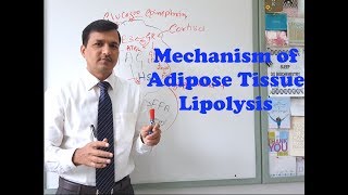 Mechanism of Adipose Tissue Lipolysis [upl. by Lacey]