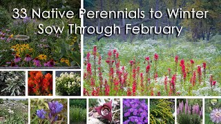 33 Native Perennials to Winter Sow Through February [upl. by Michell]