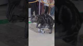 Fastest 10 metres by a cat on a skateboard shorts [upl. by Suoirred]