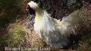 Silkie rooster crowing loud in the early morning [upl. by Farrell]