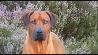 Rhodesian Ridgeback Biography part V [upl. by Cimah]