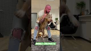 Animals Chiropractic 💚💚💚asmr dogshorts foryou hayvanlar türkiye hund animals [upl. by Durant]