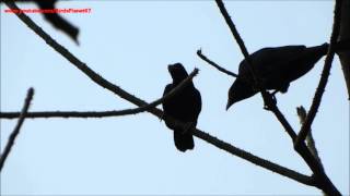 Beautiful song sang by two Koel made for each other [upl. by Yllah]