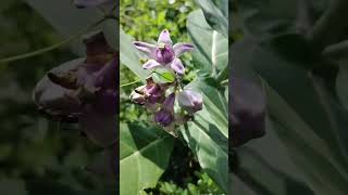 Calotropis Gigantea  Crown flower Arakha plants medicine [upl. by Navaj27]