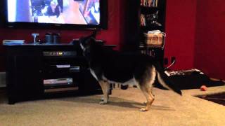 Dog barking at tv over and over again [upl. by Allit]