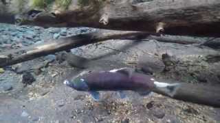 2015 kokanee spawn at Odell lake Trapper creek [upl. by Kaylil]