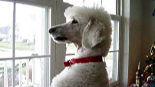 Bailey the Standard Poodle part 1 [upl. by Innavoij941]