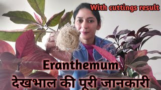 Eranthemum plant Care  How to grow and propagate Eranthemum plant easy to grow with cuttings [upl. by Urbai]