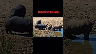 Hippo vs Rhino trending animals wildlife hippo rhino shorts [upl. by Akirahs]