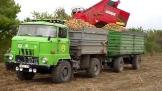 IFA L 60 in der Kartoffelernte 2013 in Großalsleben [upl. by Catlin]