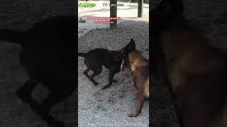 Socializacion y dominancia en perros comportamientocanino mascotas vidadeperros perro [upl. by Alyag]