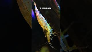 Amano Shrimp 🦐 What Algae Do They Eat Complete Guide [upl. by Etteniotnna983]