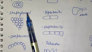 Classification of Bacteriabacilluscoccimicrobiologyshape of bacteriavibrioH pyloripseudomonas [upl. by Jung115]