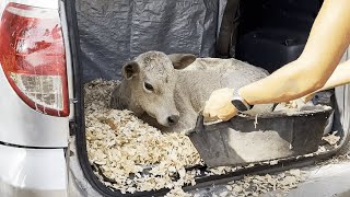 Baby Cow Finds a New Family After He Lost His Mom [upl. by Callery]