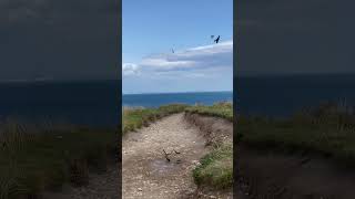 Sandmartins [upl. by Nilat690]