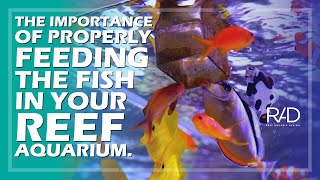 THE IMPORTANCE OF PROPERLY FEEDING THE FISH IN YOUR REEF AQUARIUM BY REEF AQUARIA DESIGN [upl. by On]