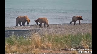 23 Jun 2024 The 910 Beady Bunch on Brooks Beach exploreorg [upl. by Crandall]