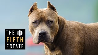 Pit Bulls Unleashed Should They Be Banned  The Fifth Estate [upl. by Levison798]