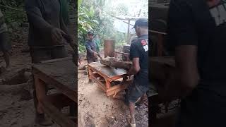 splitting rotten wood lumberjack bandsaw chainsaw treefelling sawing treefelling shorts [upl. by Brubaker]