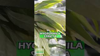 Hygrophila Stricta Red Stem UNIQUE Plant For Sale [upl. by Nynnahs]