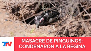 Condenaron al empresario ganadero que aplastó con una topadora a pingüinos en Punta Tombo [upl. by Maitland856]