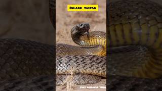 inland taipan inlandtaipan snake discovery facts venomous raresnake shorts factdiscovertamil [upl. by Marna630]