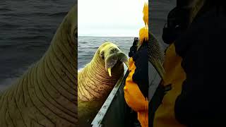 The Walrus Majestic Pinniped  Marine Carnivore Documentary Walrus MarineBiology Pinniped [upl. by Nerraj]