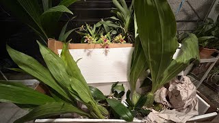 A Smaaaall Box🫣🥴with Orchids from Ecuagenera [upl. by Areemas432]