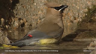 Cedar Waxwing [upl. by Heall]