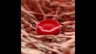 Maturation Erythropoiesis the varieties of the process of hematopoiesis during which RBCs are formed [upl. by Elleinet]