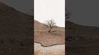 NASA mars perseverance rover captured a tree on Mars surface mars shorts shortvideo [upl. by Cir]