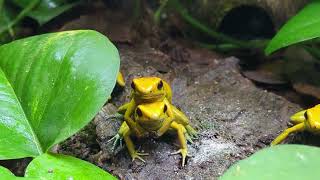 The Dart Frog Life Cycle A Hopping Adventure from Egg to Froglet [upl. by Lobell505]