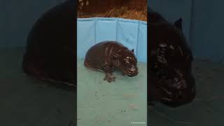 This Berlin baby hippo is in need of a name [upl. by Ylekalb]