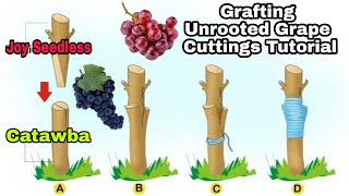 EASY GRAFTING METHOD  UNROOTED GRAPE CUTTINGS FOR BEGINNERS 🍇 [upl. by Lazaro]