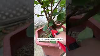 Bougainvillea pruning tips and tricks [upl. by Aihsenak]