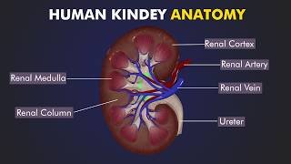 Structure and Function of Human Kidney Anatomy of human kidney 3d Illustration [upl. by Lewiss]