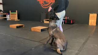 Shaping the focus heel  dog training [upl. by Ingham565]