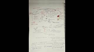 Heme catabolism bsc nursing 1 year biochemistry shorts video [upl. by Thevenot187]