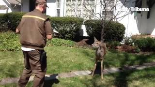 Friendly deer in Royal Oak interacts with homeowner and UPS driver Deer is also friendly with the n [upl. by Felicio]