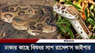 ভয়ংকর রাসেল’স ভাইপার ঢাকাসহ ২৮ জেলায়  Russells Viper  Dhaka  Russell Viper Panic  Daily Ittefaq [upl. by Seagrave]